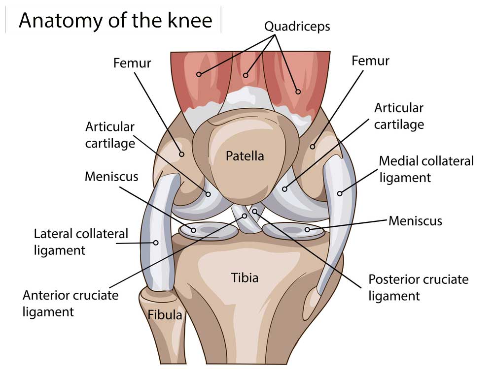 Knee Anatomy | Manhattan NY