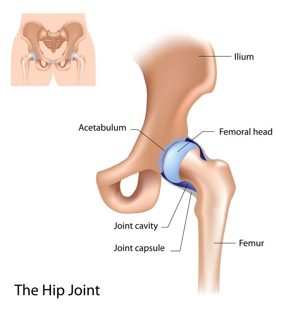 Anatomy of the Hip | Manhattan NY